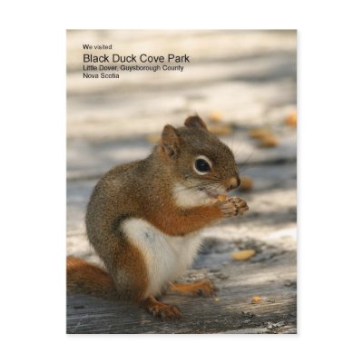 Black Duck Cove Park Postcard by ve1mos