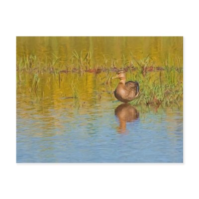 Black Duck on a Golden Pond Postcards by ndcsbd1