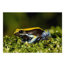 Black-eared Mantella, Mantella expectata,