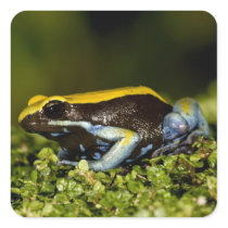 Black-eared Mantella, Mantella expectata, Square Sticker
