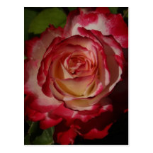 Black-Edged Red Rose Postcards