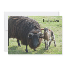Black Ewe