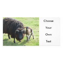 Black Ewe