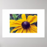 Black Eyed Susan 1 Poster