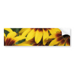 Black Eyed Susan Bumper Sticker