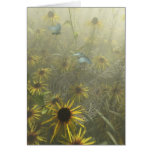 Black Eyed Susan