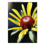 Black Eyed Susan Cards