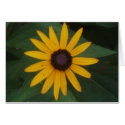 Black eyed susan cards