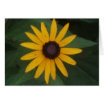 Black eyed susan cards