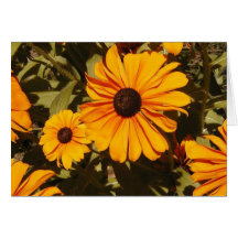 Black-Eyed Susan Card