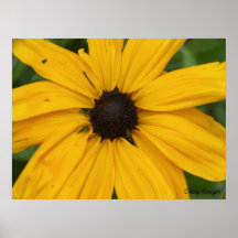Black-eyed Susan - Customised Posters
