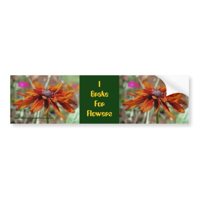 Black Eyed Susan Flower Bumper Sticker Car Art by SmilinEyesTreasures