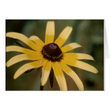 Black eyed susan flower cards