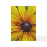 Black Eyed Susan Flower Greeting Card