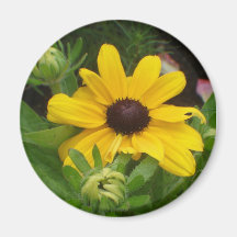 Black Eyed susan Fridge Magnets