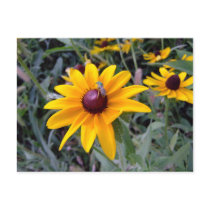 Black-Eyed Susan Postcard