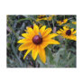 Black-Eyed Susan Postcard