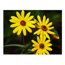 Black Eyed Susan postcard