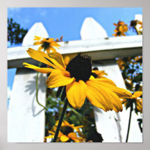 Black Eyed Susan Posters