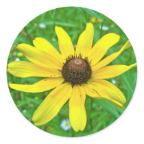 Black-Eyed Susan Wildflower Coordinating Items Round Stickers