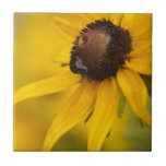Black-Eyed Susan with a Teardrop Ceramic Tile