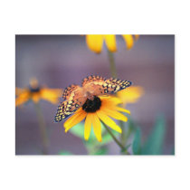 black-eyed susan with butterfly 3 post card