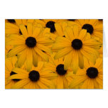 Black eyed susans card