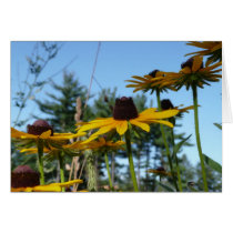 Black eyed Susans Greeting Card