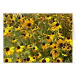 Black-Eyed Susans Cards