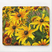 Black Eyed Susans