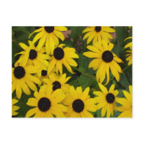 Black-Eyed Susans Postcard