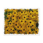 Black Eyed Susans Postcards