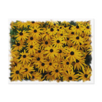 Black Eyed Susans Postcards