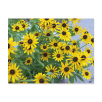 Black Eyed Susans Post Cards