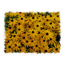 Black Eyed Susans Postcards