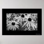 Black-Eyed Susans posters
