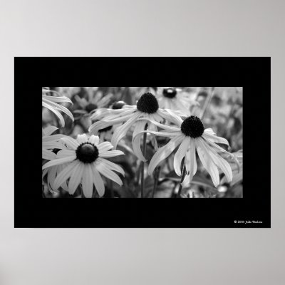 Black-Eyed Susans Poster by bohtieque