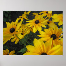Black Eyed Susans Posters