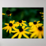 Black eyed Susans Posters