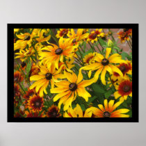 Black Eyed Susans