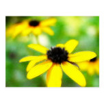 Black Eyed Susans - Romantic and Dreamy Postcard