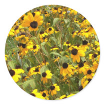 Black-Eyed Susans Round Stickers