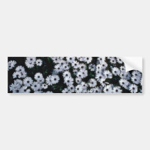Black-Eyed White Daisies flowers Bumper Stickers