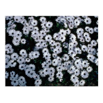 Black-Eyed White Daisies flowers postcards
