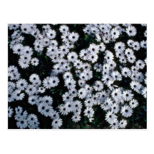 Black-Eyed White Daisies flowers Post Cards