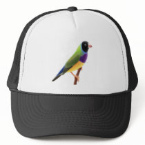 Black Faced Gouldian Finch