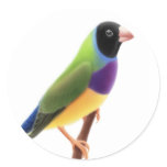 Black Faced Gouldian Finch