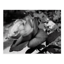 Black Flower Post Cards