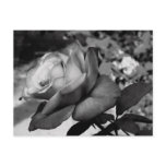 Black Flower Post Cards