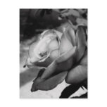 Black Flower Postcards
